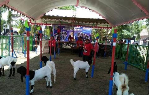 Kontes Kambing di Kecamatan Suruh