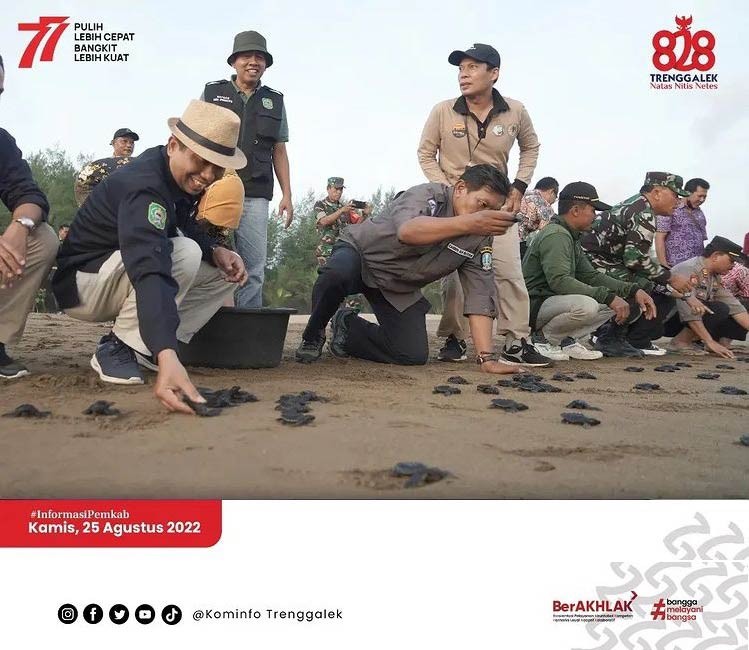 Sambut HUT RI, 770 Tukik Dilepaskan di Pantai Kili-Kili