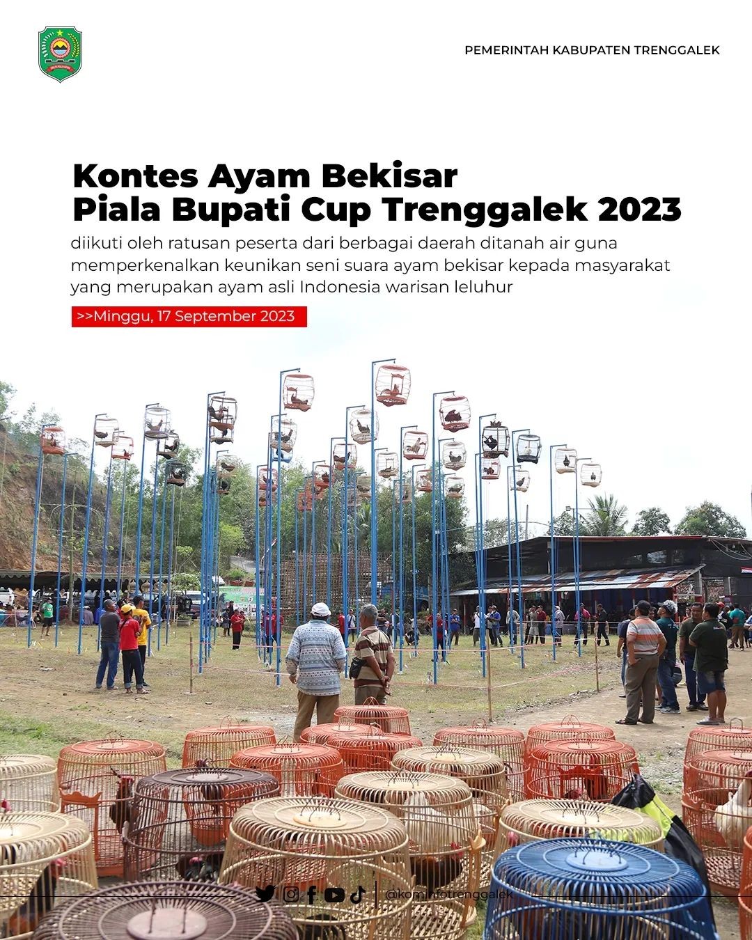 Kontes Ayam Bekisar Piala Bupati Cup Trenggalek 2023